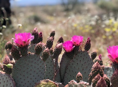 blooming-cactus-with-desert-background_orig