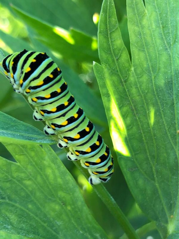 monarch-caterpillar-closeup_orig